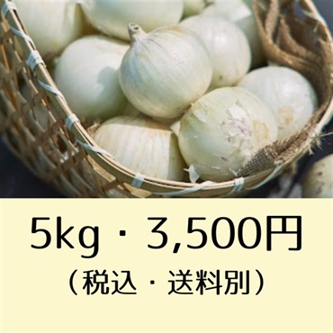 ＜S＆Hファーマー＞ところの白玉ねぎ（3kg：2,200円、5kg：3,500円）(5kg：3,500円)
