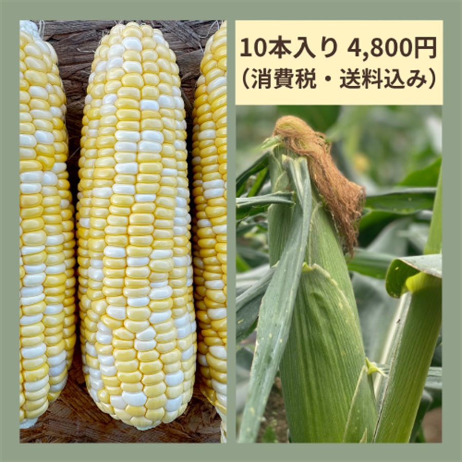 ＜本山農場＞美瑛産 とうもろこし『ドルチェドリーム』（10本4,800円/20本7,400円）(10本入り)