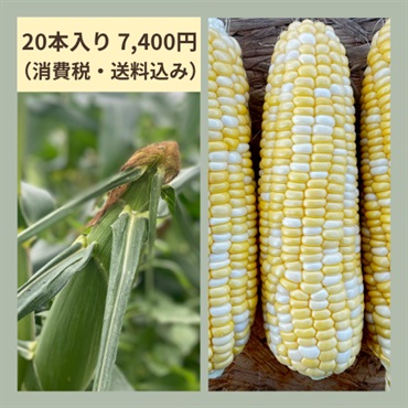 ＜本山農場＞美瑛産 とうもろこし『ドルチェドリーム』（10本4,800円/20本7,400円）(20本入り)
