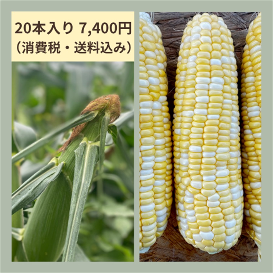 ＜本山農場＞美瑛産 とうもろこし『ドルチェドリーム』（10本4,800円/20本7,400円）(20本入り)